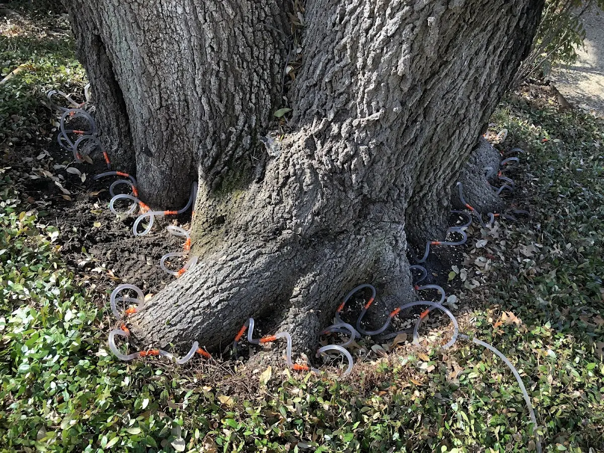 Detailed Tree Cabling and Bracing job site in Mildred