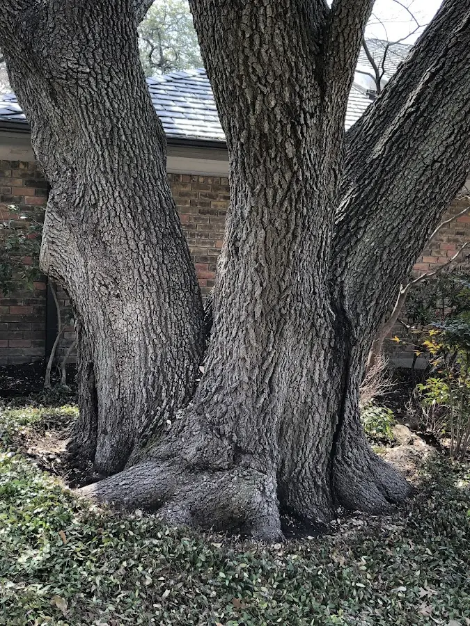 Mature heritage tree close to a Mildred property cared for by certified arborists
